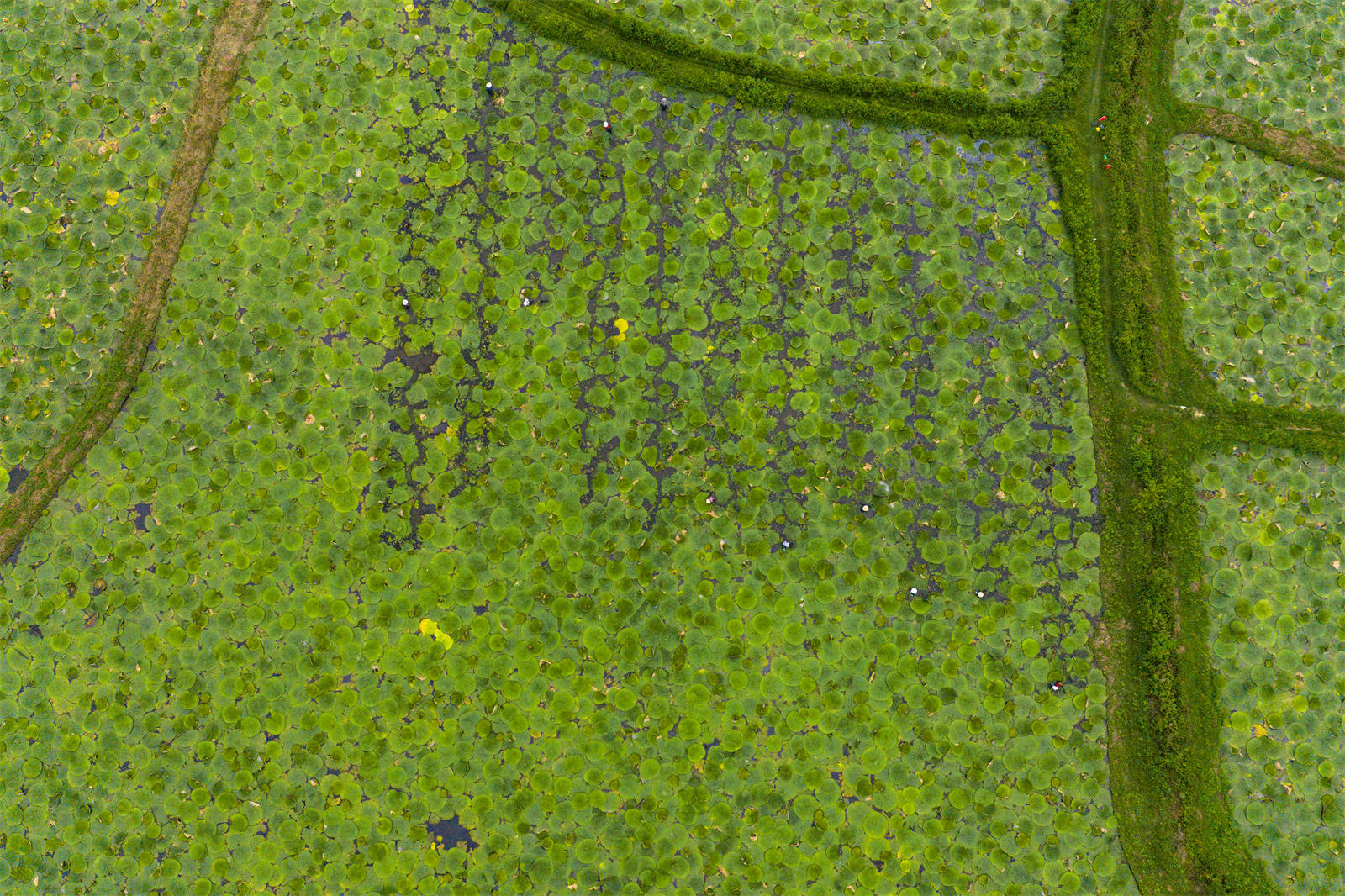 光山芡實豐收季 生態(tài)農(nóng)業(yè)助增收:生態(tài)農(nóng)業(yè)