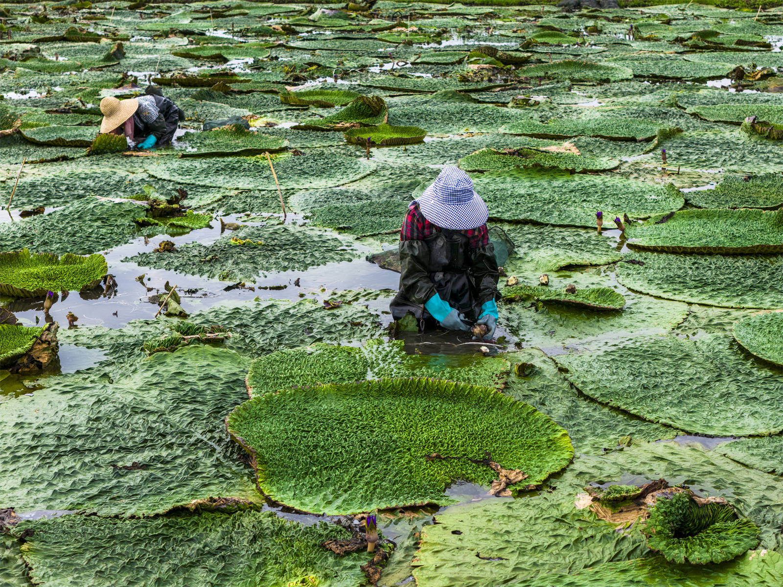 光山芡實豐收季 生態(tài)農(nóng)業(yè)助增收:生態(tài)農(nóng)業(yè)