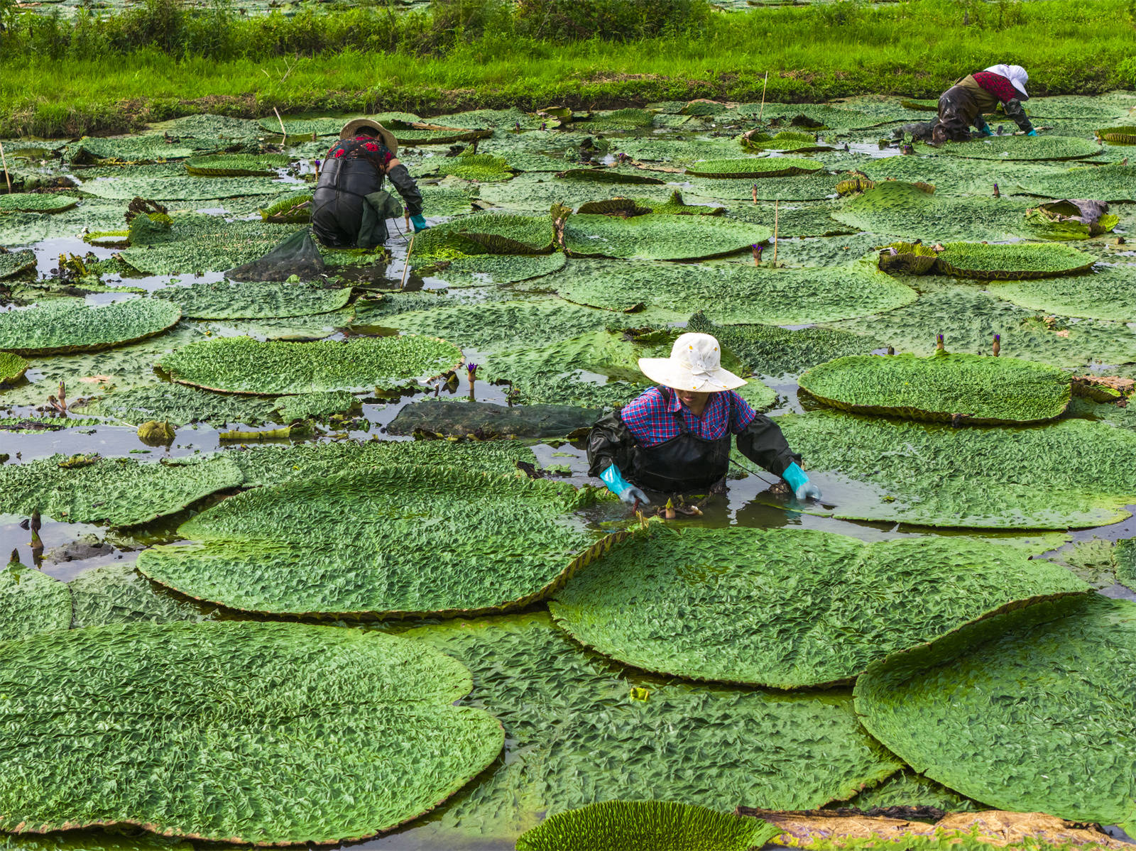 光山芡實豐收季 生態(tài)農(nóng)業(yè)助增收:生態(tài)農(nóng)業(yè)