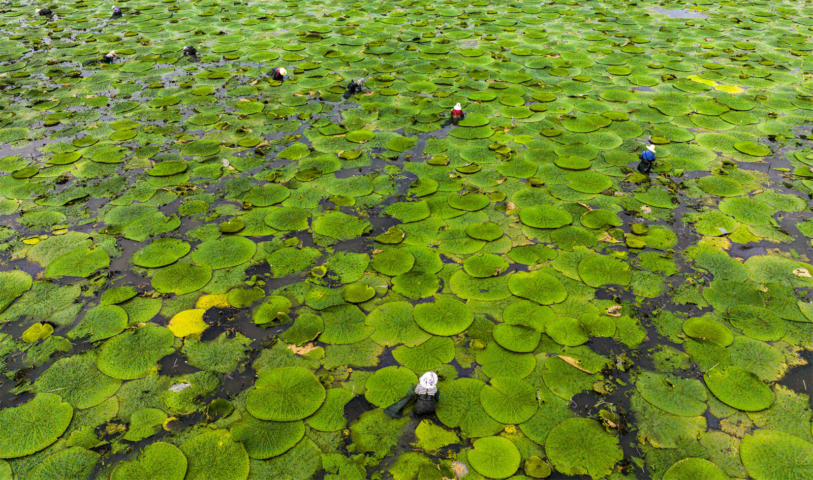 光山芡實豐收季 生態(tài)農(nóng)業(yè)助增收:生態(tài)農(nóng)業(yè)