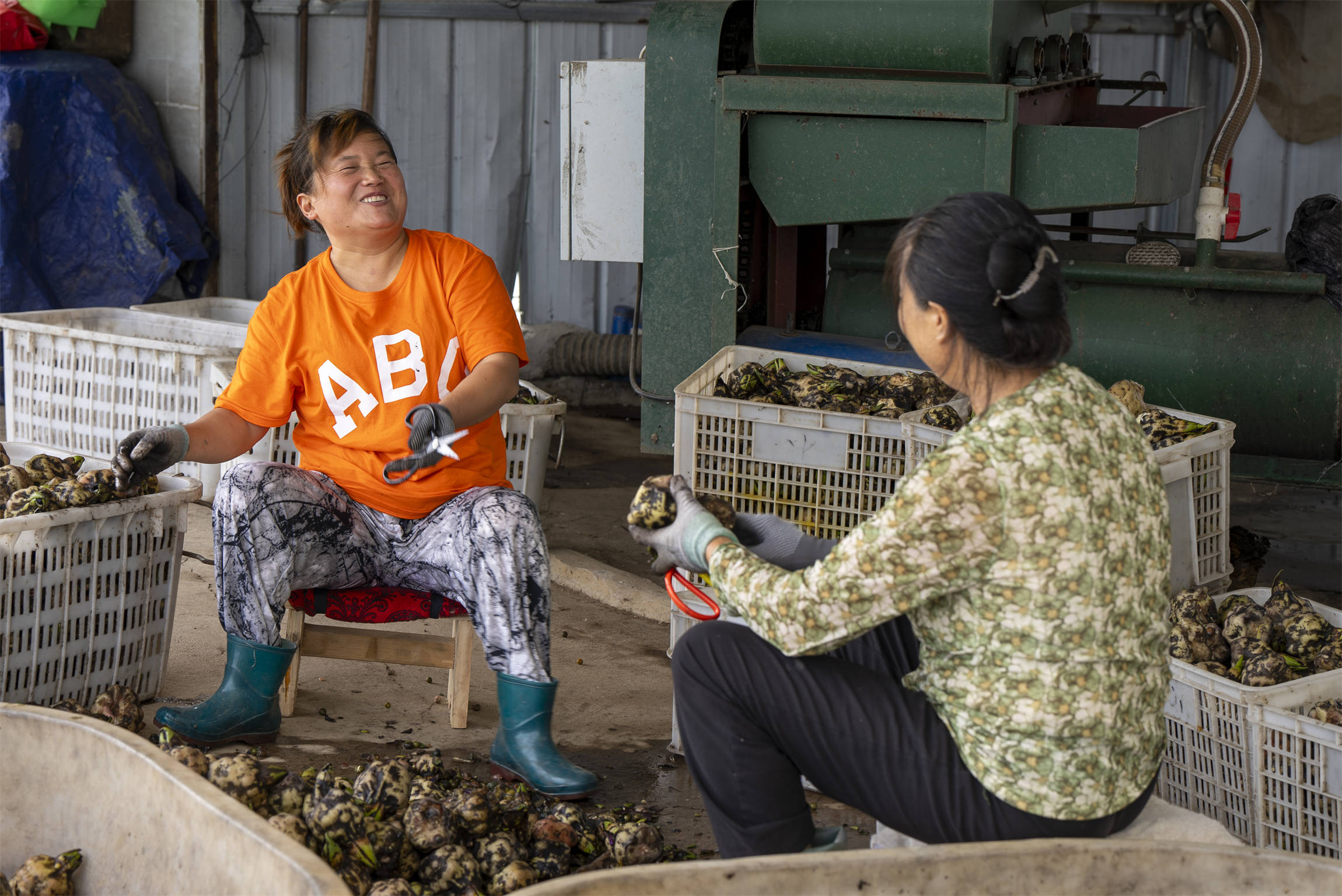 光山芡實豐收季 生態(tài)農(nóng)業(yè)助增收:生態(tài)農(nóng)業(yè)