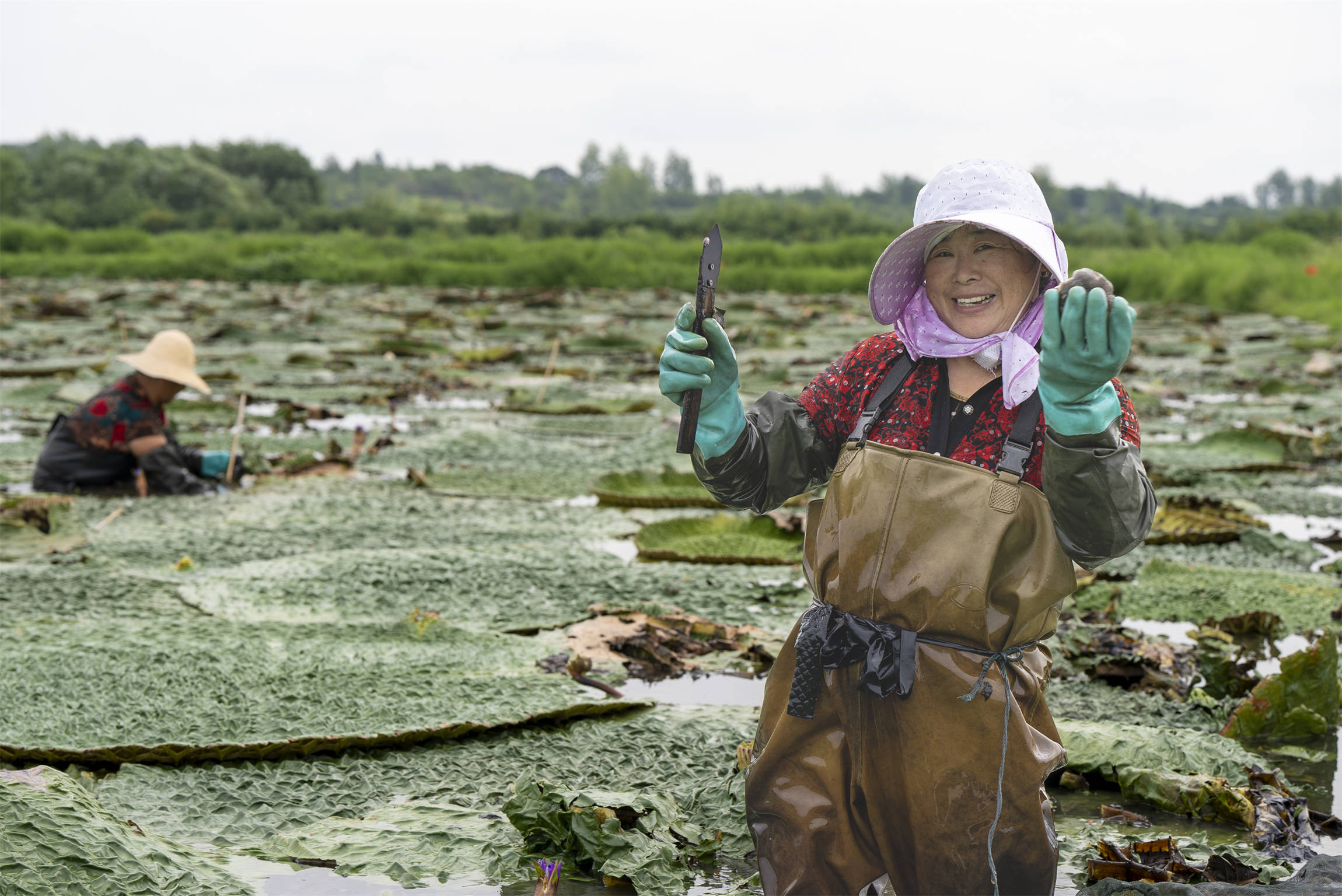 光山芡實豐收季 生態(tài)農(nóng)業(yè)助增收:生態(tài)農(nóng)業(yè)