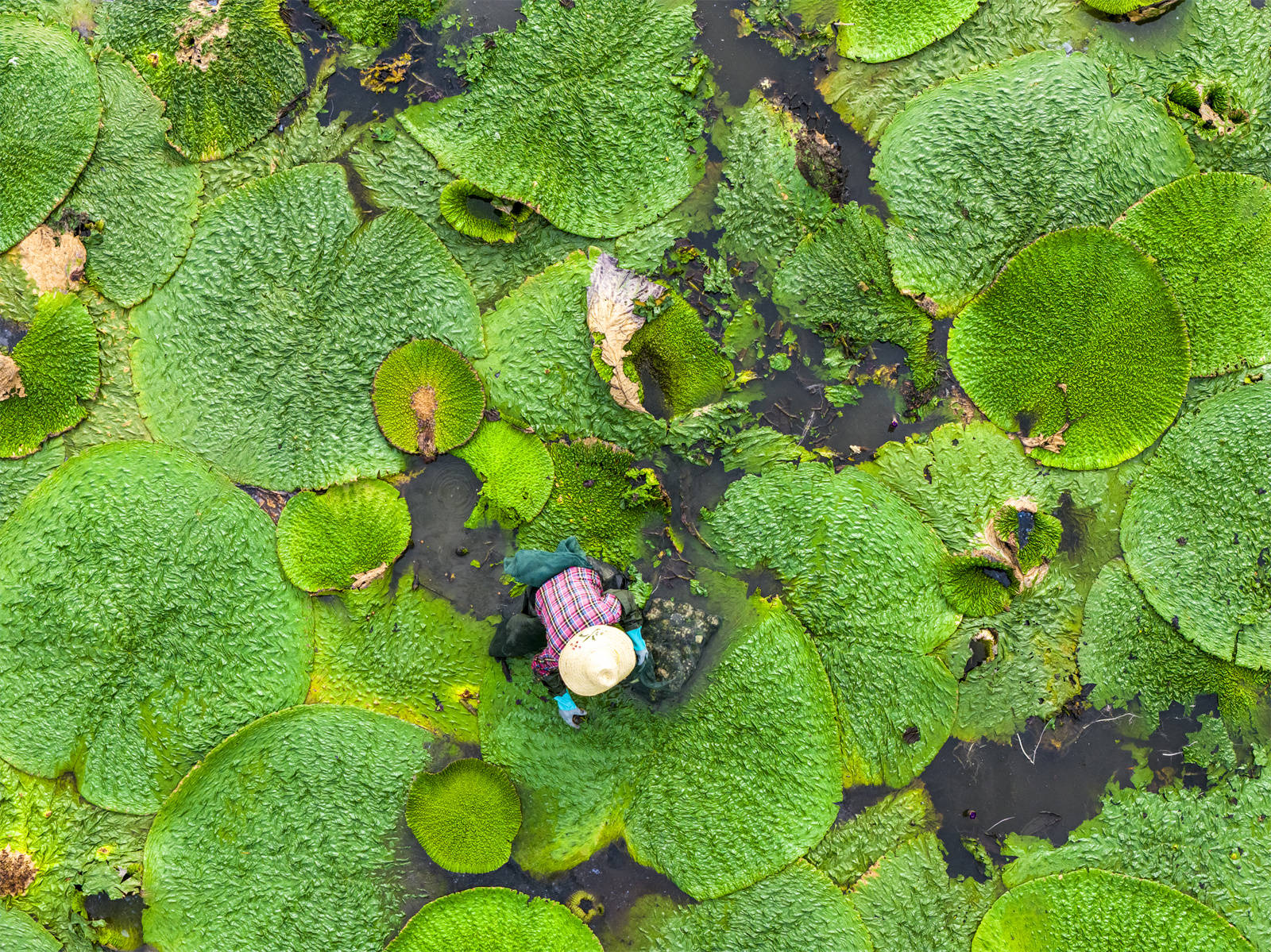 光山芡實豐收季 生態(tài)農(nóng)業(yè)助增收:生態(tài)農(nóng)業(yè)