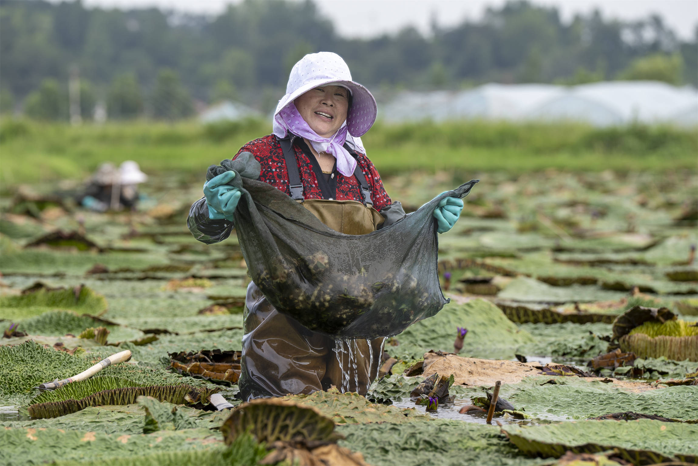 光山芡實豐收季 生態(tài)農(nóng)業(yè)助增收:生態(tài)農(nóng)業(yè)
