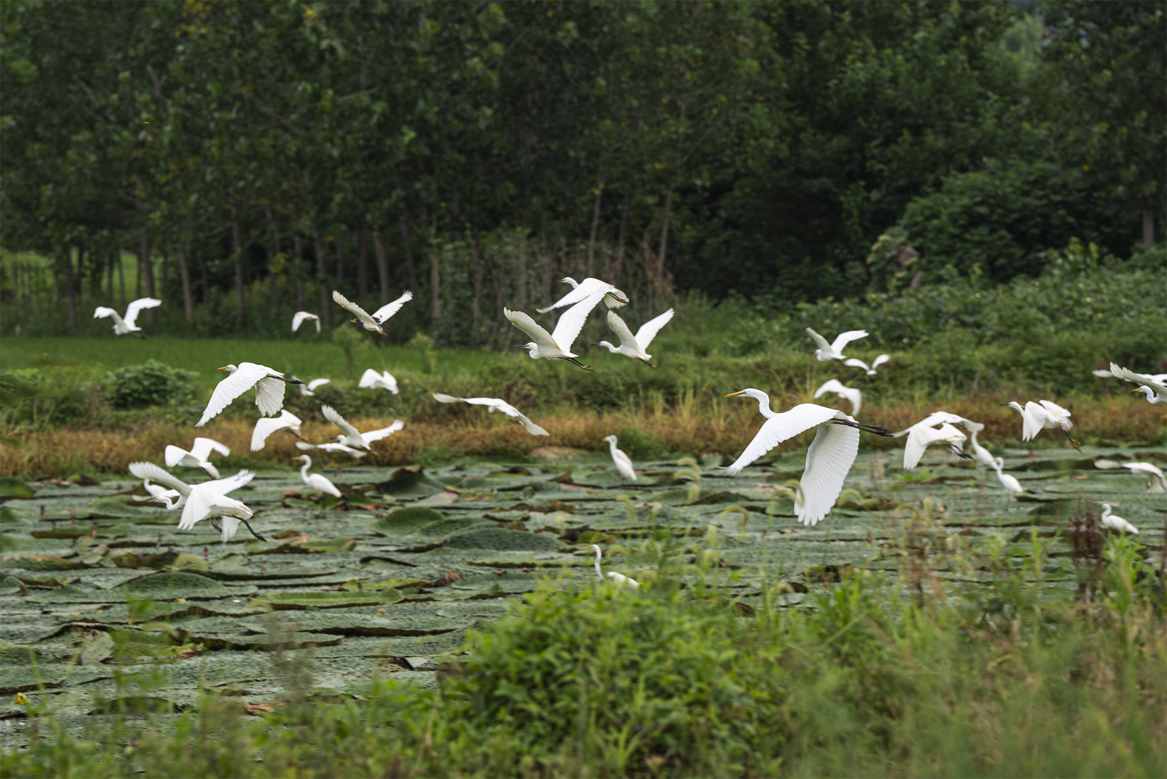 光山芡實豐收季 生態(tài)農(nóng)業(yè)助增收:生態(tài)農(nóng)業(yè)