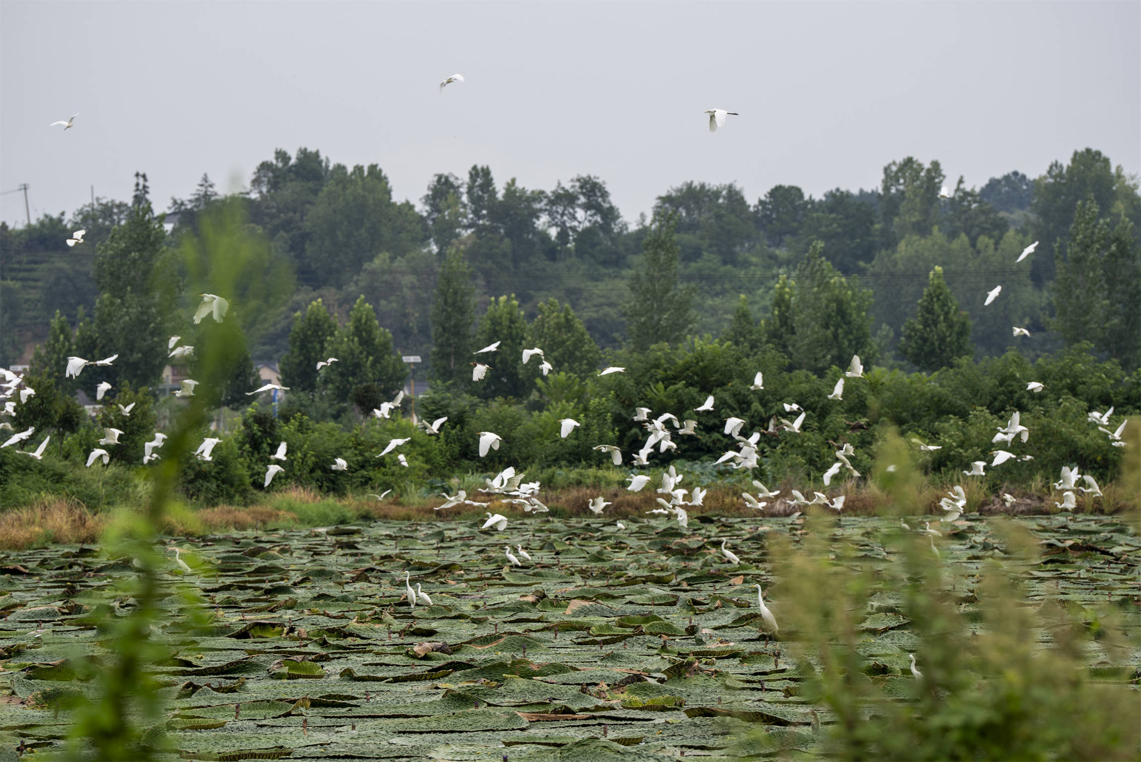 光山芡實豐收季 生態(tài)農(nóng)業(yè)助增收:生態(tài)農(nóng)業(yè)
