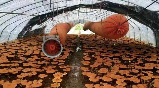 發(fā)展生態(tài)農(nóng)業(yè)<strong></p>
<p>生態(tài)農(nóng)業(yè)
</strong>，打造特色品牌:生態(tài)農(nóng)業(yè)
