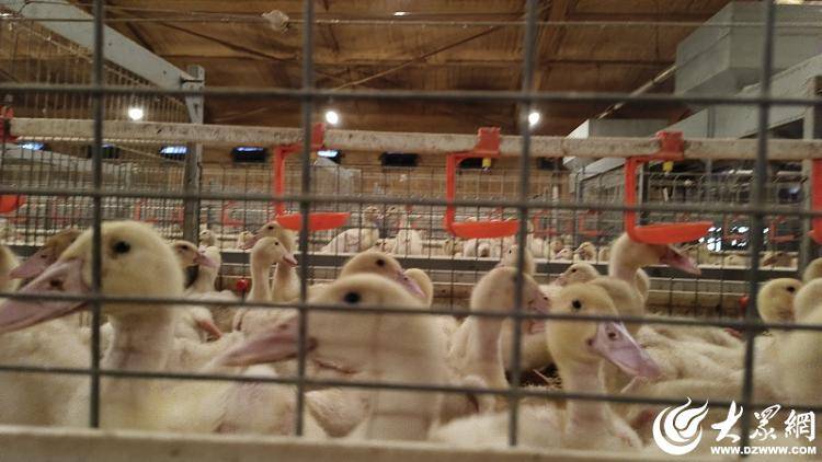 臨朐中新振榮：智慧畜牧賦能生態(tài)農(nóng)業(yè)發(fā)展實(shí)踐:生態(tài)農(nóng)業(yè)
