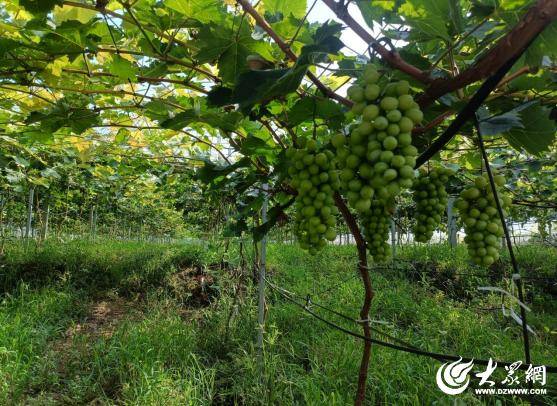 臨朐中新振榮：智慧畜牧賦能生態(tài)農(nóng)業(yè)發(fā)展實(shí)踐:生態(tài)農(nóng)業(yè)
