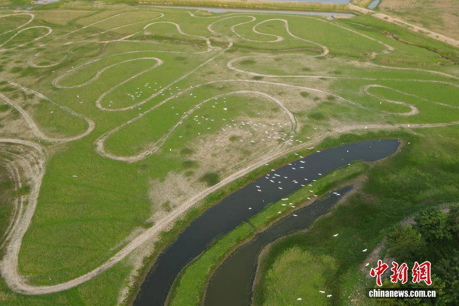 河南黃河三門峽庫(kù)區(qū)現(xiàn)“生態(tài)草原”景觀:生態(tài)景觀