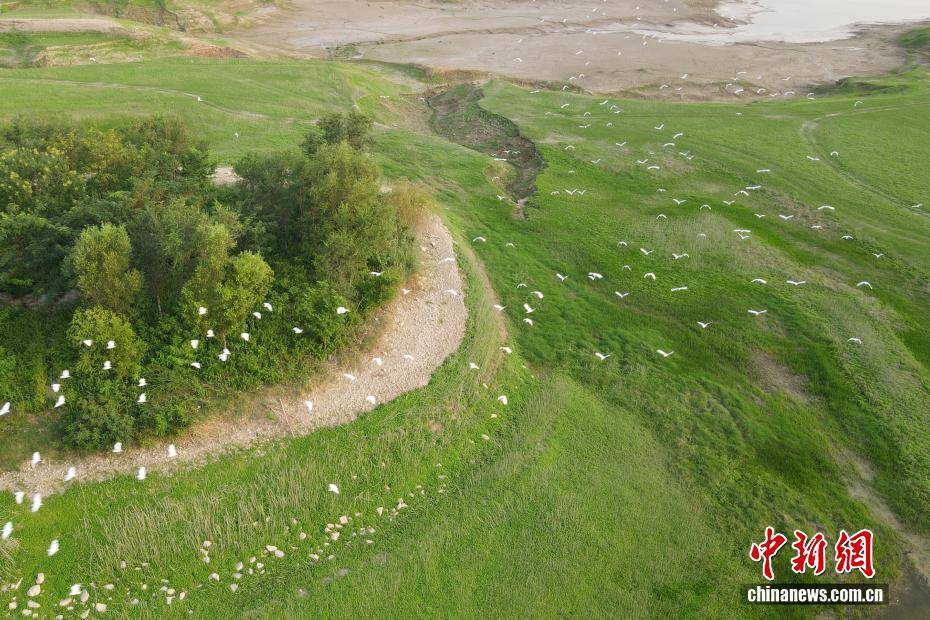 河南黃河三門峽庫(kù)區(qū)現(xiàn)“生態(tài)草原”景觀:生態(tài)景觀
