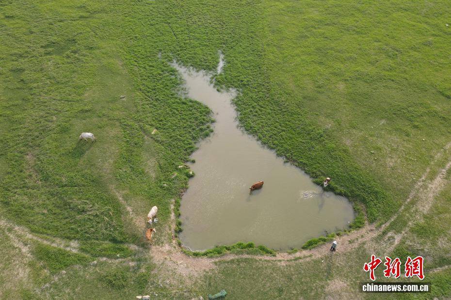 河南黃河三門峽庫(kù)區(qū)現(xiàn)“生態(tài)草原”景觀:生態(tài)景觀