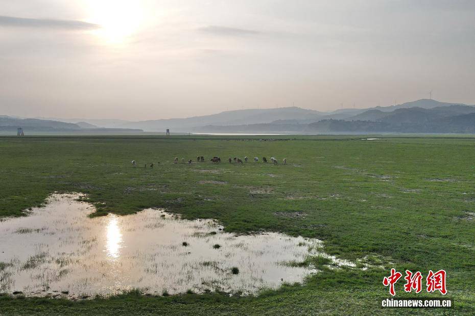 河南黃河三門峽庫(kù)區(qū)現(xiàn)“生態(tài)草原”景觀:生態(tài)景觀