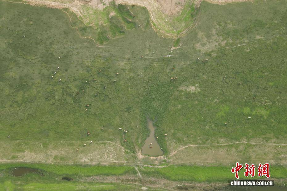 河南黃河三門峽庫(kù)區(qū)現(xiàn)“生態(tài)草原”景觀:生態(tài)景觀