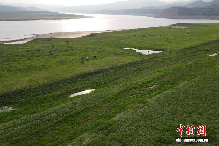 河南黃河三門峽庫(kù)區(qū)現(xiàn)“生態(tài)草原”景觀:生態(tài)景觀