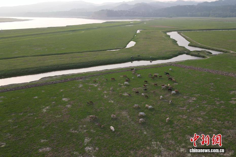 河南黃河三門峽庫(kù)區(qū)現(xiàn)“生態(tài)草原”景觀:生態(tài)景觀